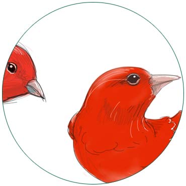 002_illustration_redbirds_d.jpg